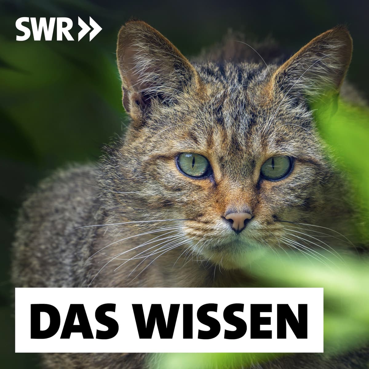 Cover Das Wissen | SWR