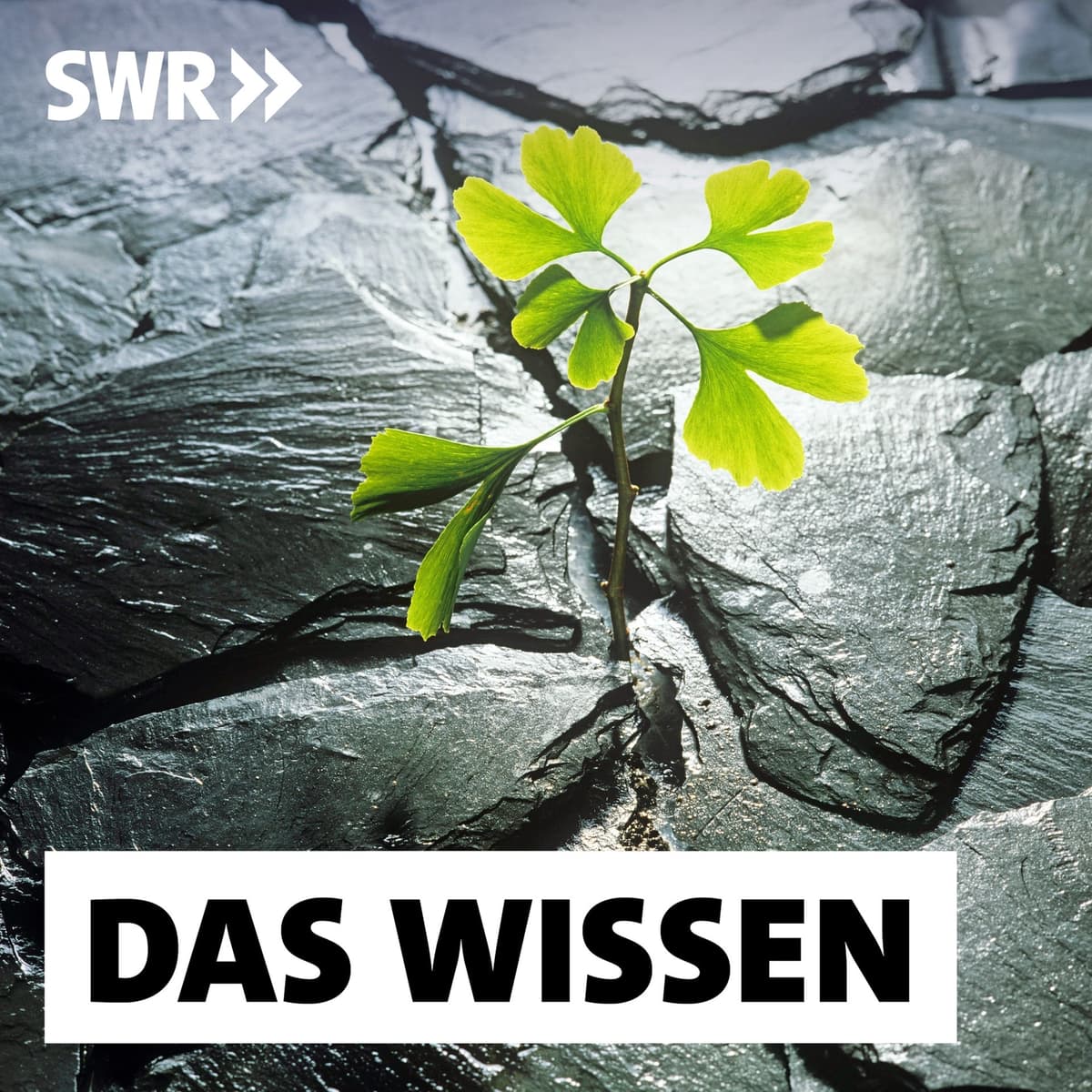 Cover Das Wissen | SWR